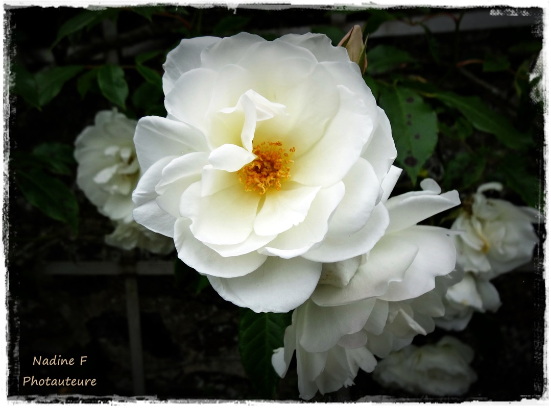 Parfum de roses blanches