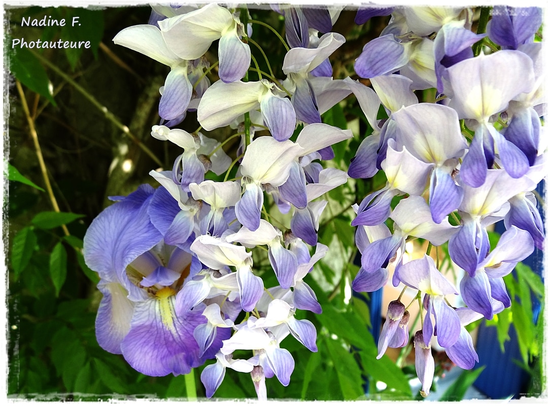 Iris et glycine - Saison bleue - Photo et texte Nadine Photauteure